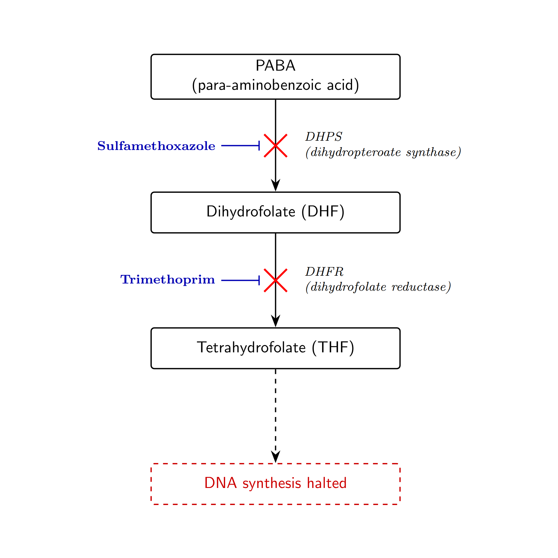 Trimetoprim-sulfa - folatsyntesblockad — mekanismillustration