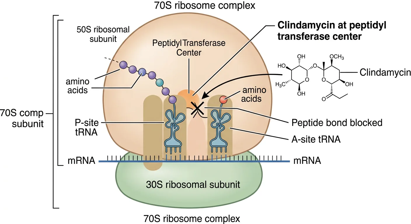 Klindamycin (linkosamid) binder 50S-ribosomens peptidyltransferas-centrum och blockerar bildning av peptidbindning.